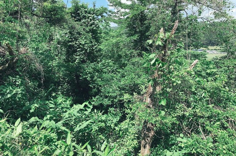 山林の写真