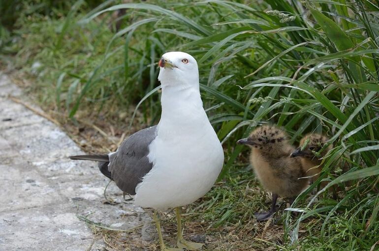 ウミネコの親子の写真